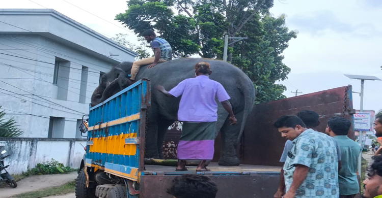 জিম্মার শর্ত ভঙ্গ করায় ‘নিহার কলি’ ও ‘সম্রাট বাহাদুর’কে পুনরায় বন বিভাগের হেফাজতে নেওয়ার নির্দেশ দিয়েছেন পরিবেশ, বন ও জলবায়ু পরিবর্তন মন্ত্রী আবদুল আউয়াল মিন্টু, এমপি